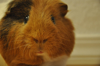 Illustration for article titled Shooting Challenge Pets Gallery 6